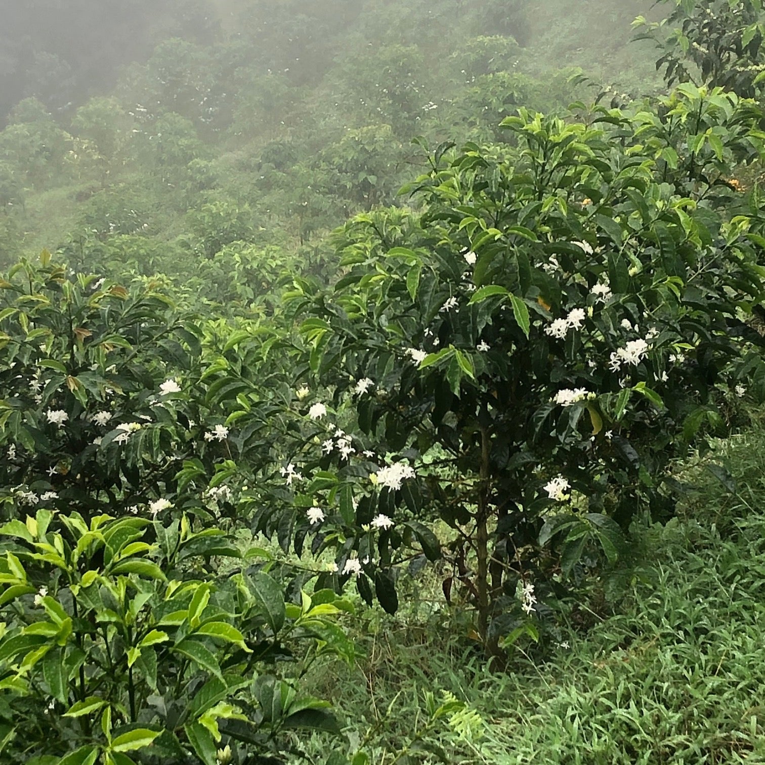 The Barn La Negrita Red Gesha cafea 100g Columbia