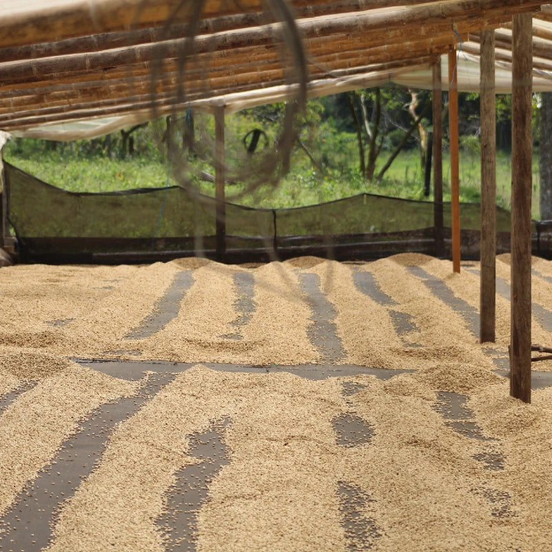 The Barn Black Condor cafea boabe 250g fructată