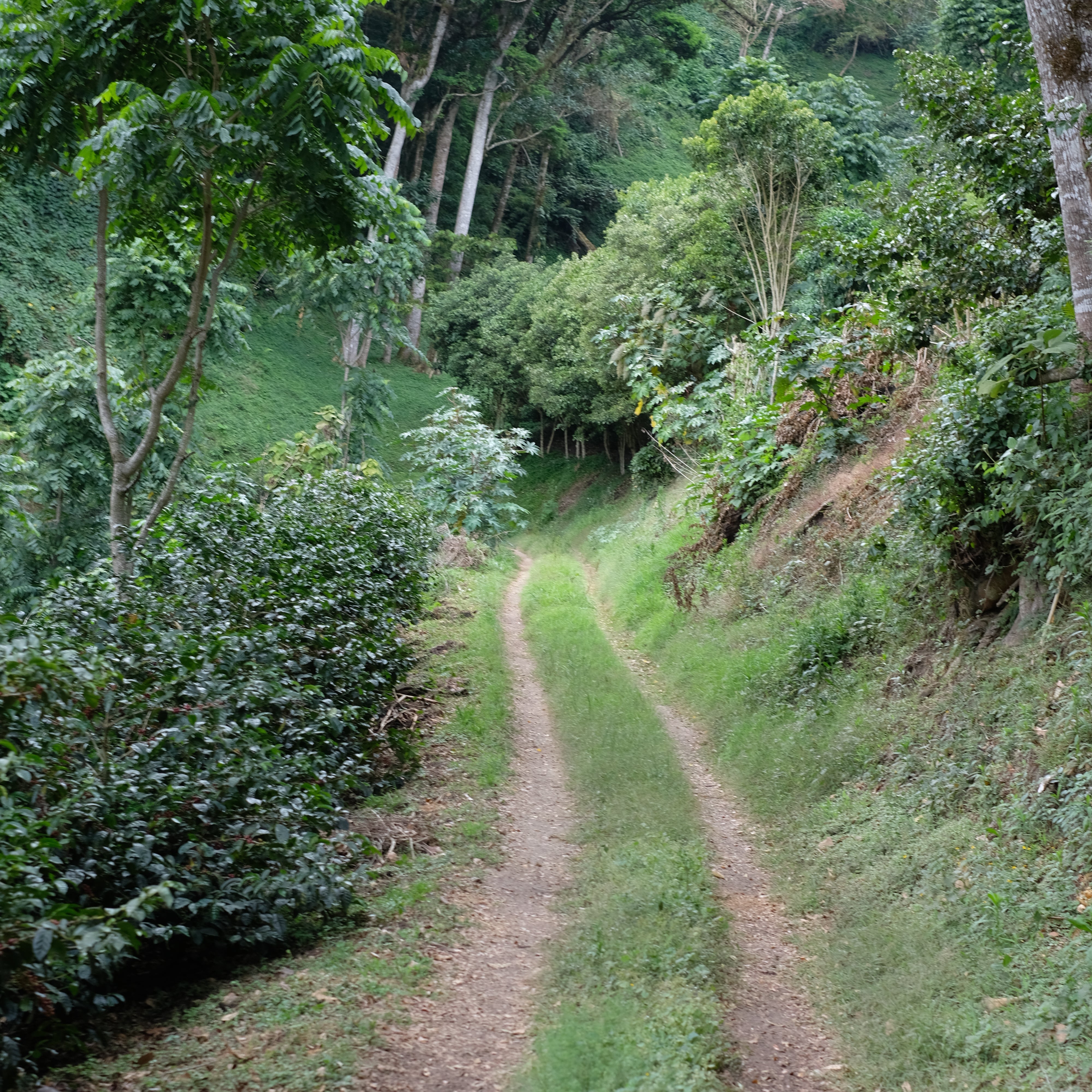 The Barn Elida Gesha Natural cafea boabe 125g Panama