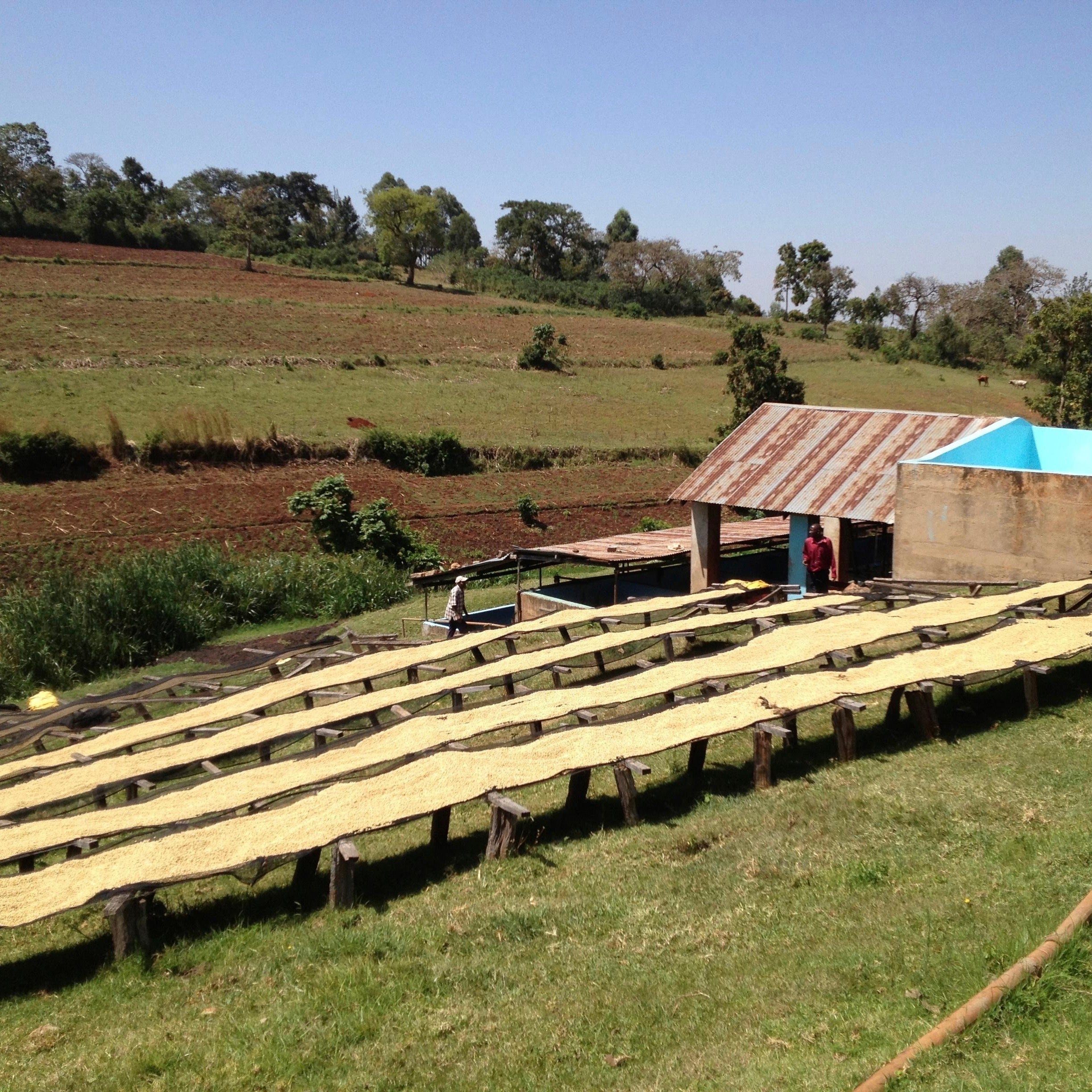 The Barn Gakuyu-Ini Peaberry cafea boabe 250g Kenya