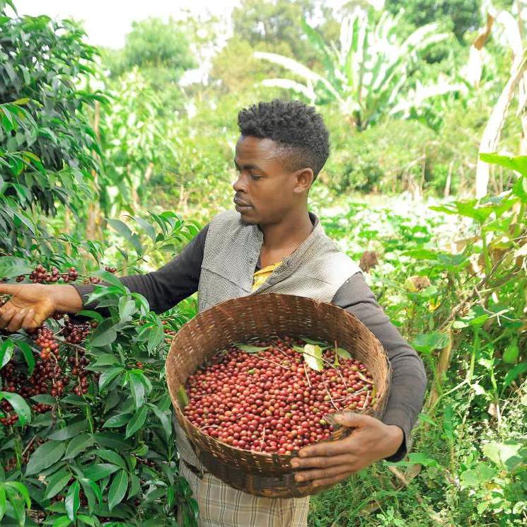 The Barn Banko Gotiti cafea 250g espressor