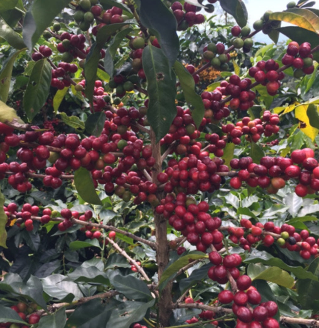 The Barn Buena Vista Sidra cafea boabe 200g Guatemala