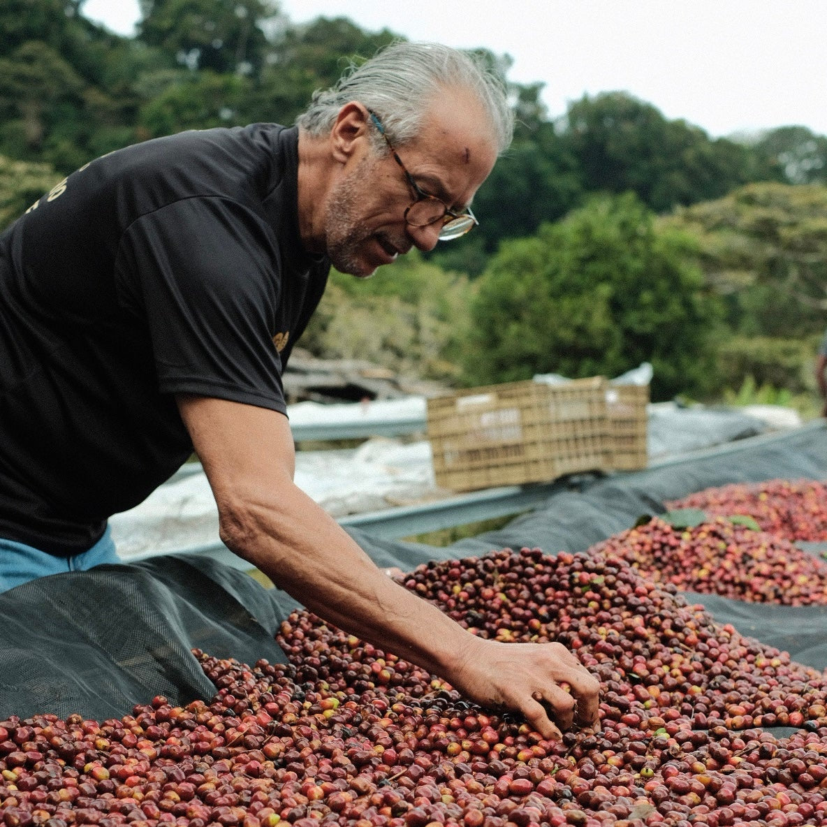 The Barn Los Lajones Gesha cafea boabe 150g Panama