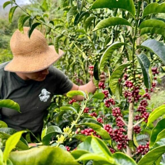 The Barn El Turpial Gesha cafea boabe 100g rară