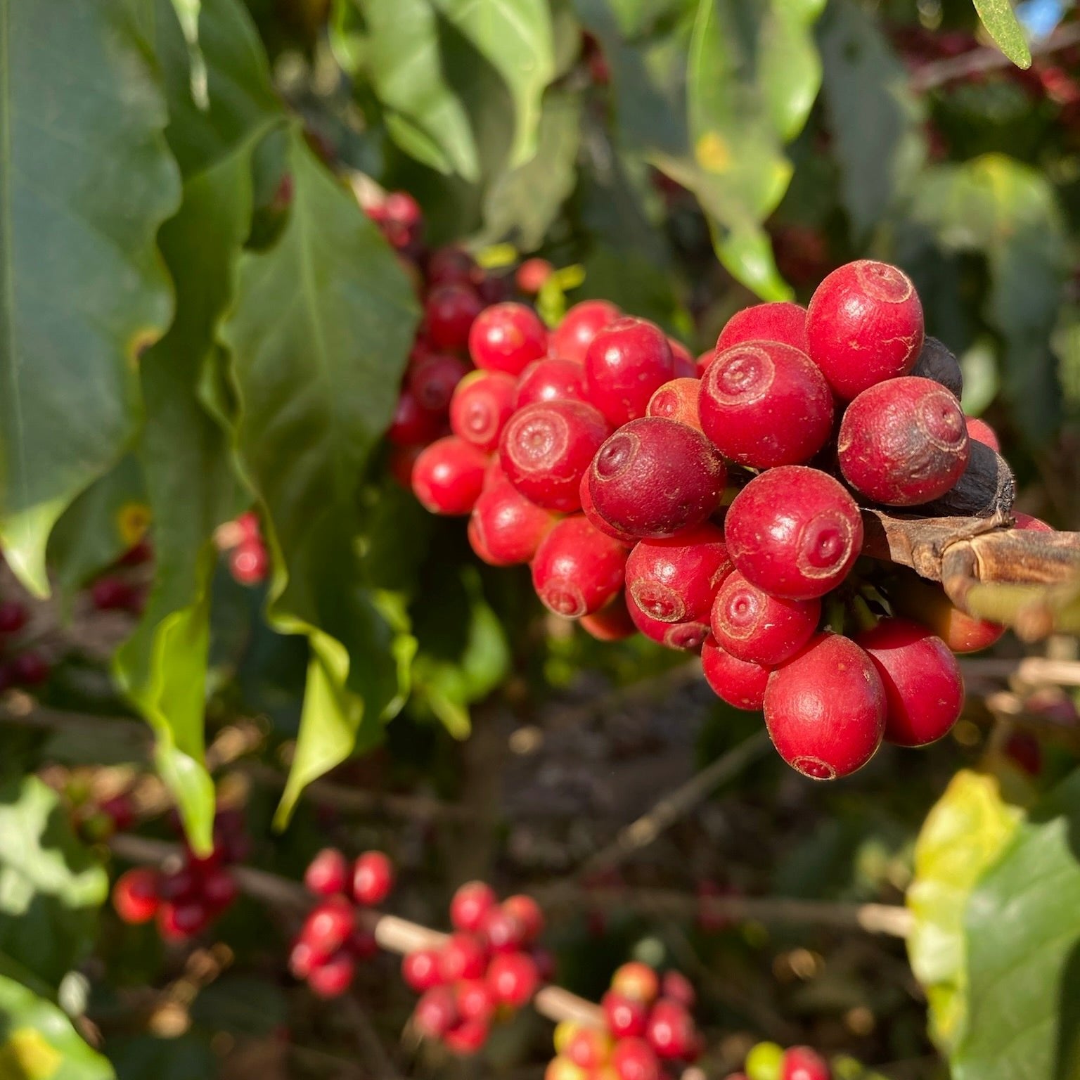The Barn Fazenda da Mata cafea boabe 250g prăjire espresso