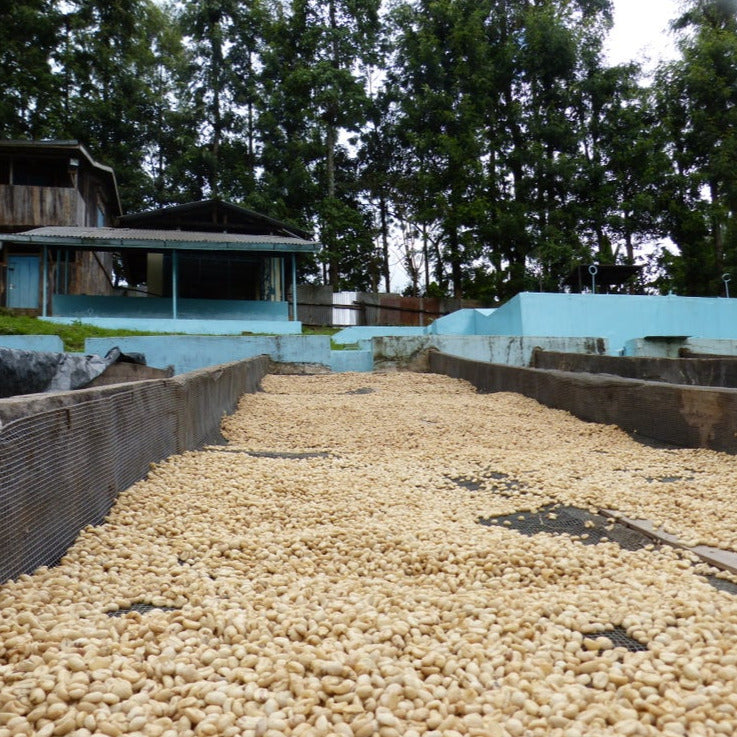 The Barn Gachami AA cafea boabe 200g coacăze negre
