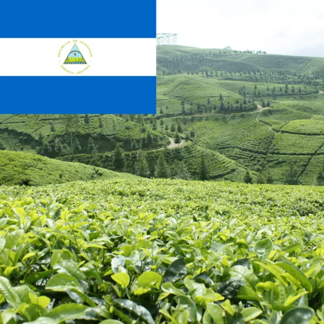 LEONARD Caffe Nicaragua Maragogype cafea boabe corp plin