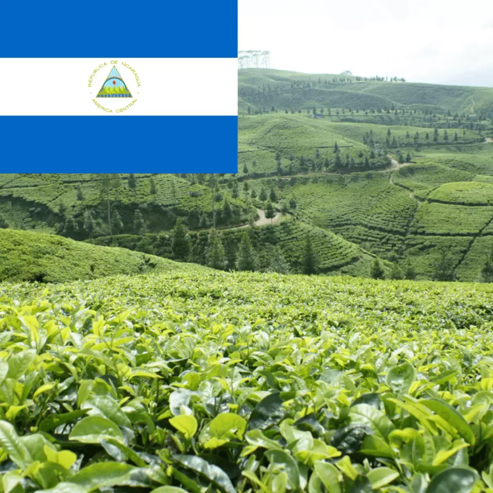 LEONARD Caffe Nicaragua Maragogype cafea boabe corp plin