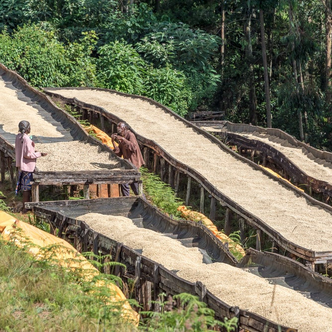 The Barn Kiunyu PB cafea boabe 250g Kenya filtru