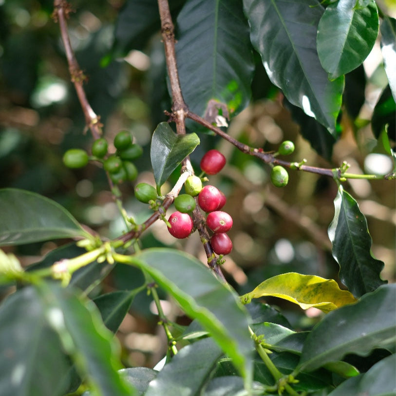 The Barn Jardines del Eden Papayo cafea boabe 150g