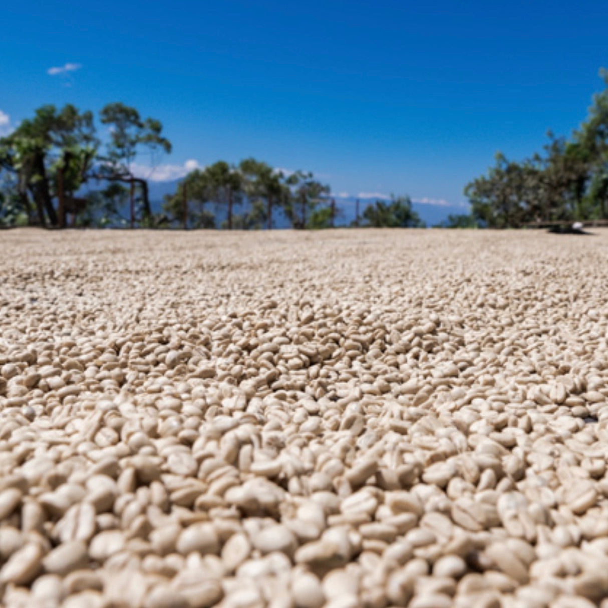 The Barn La Cumbre cafea boabe 250g Guatemala dulce