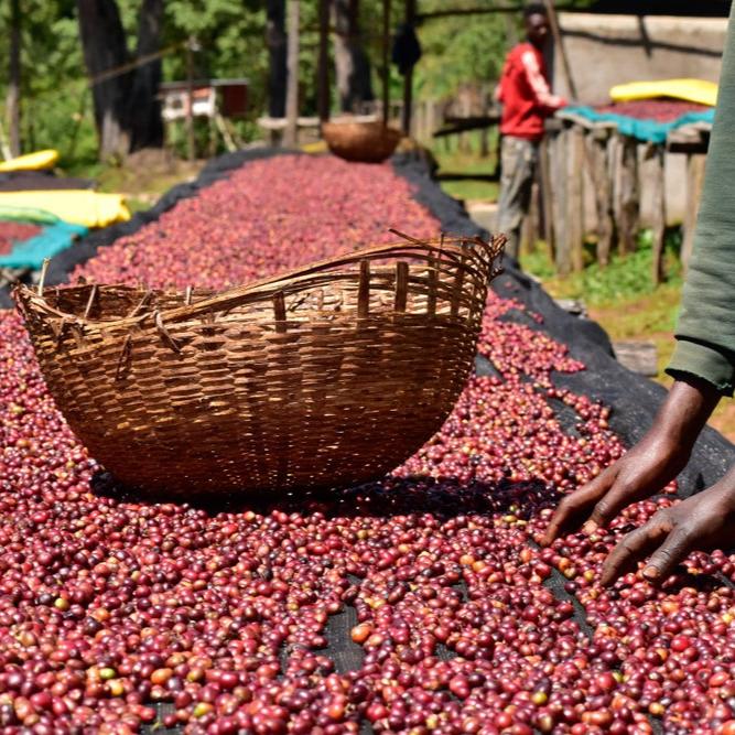 The Barn Banko Gotiti cafea 250g espressor