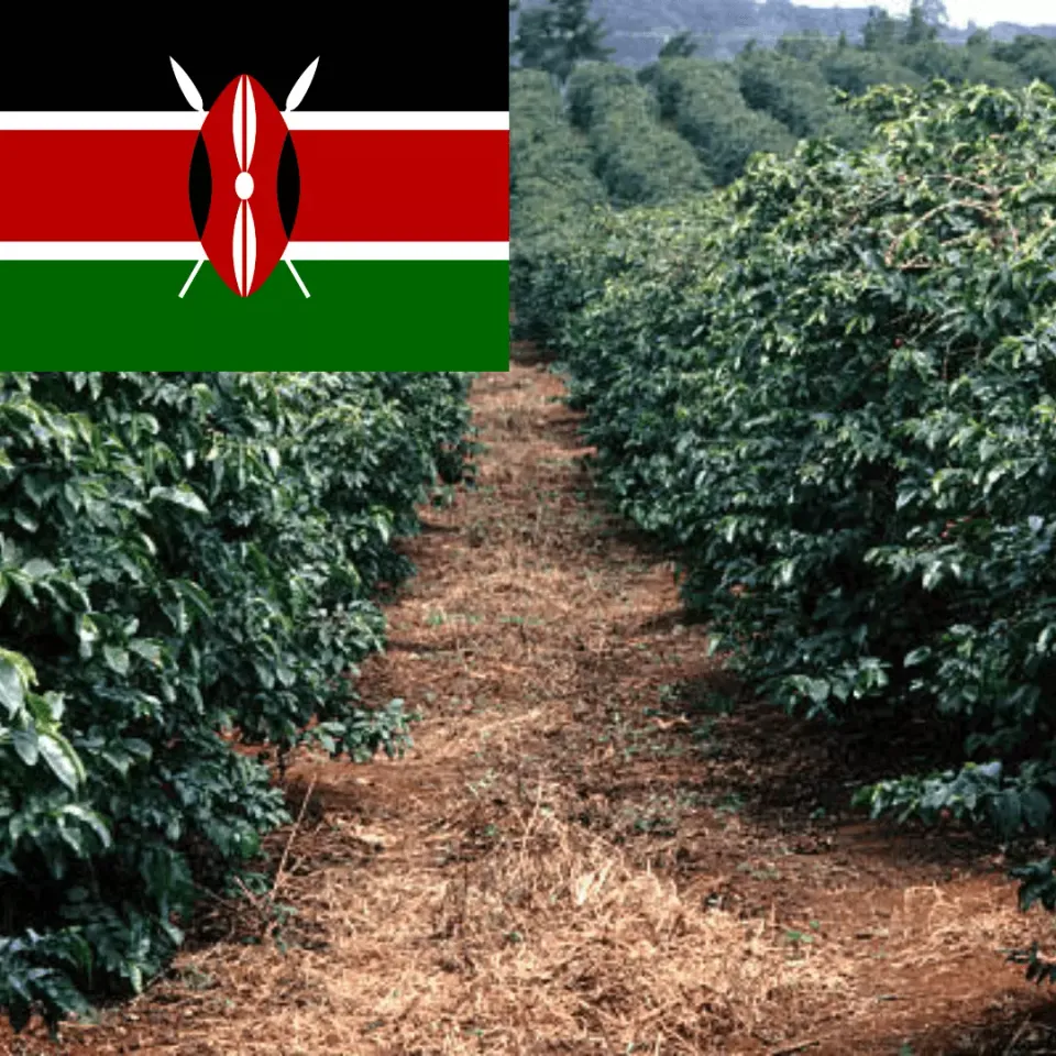 LEONARD Kenya cafea single origin cu piersică