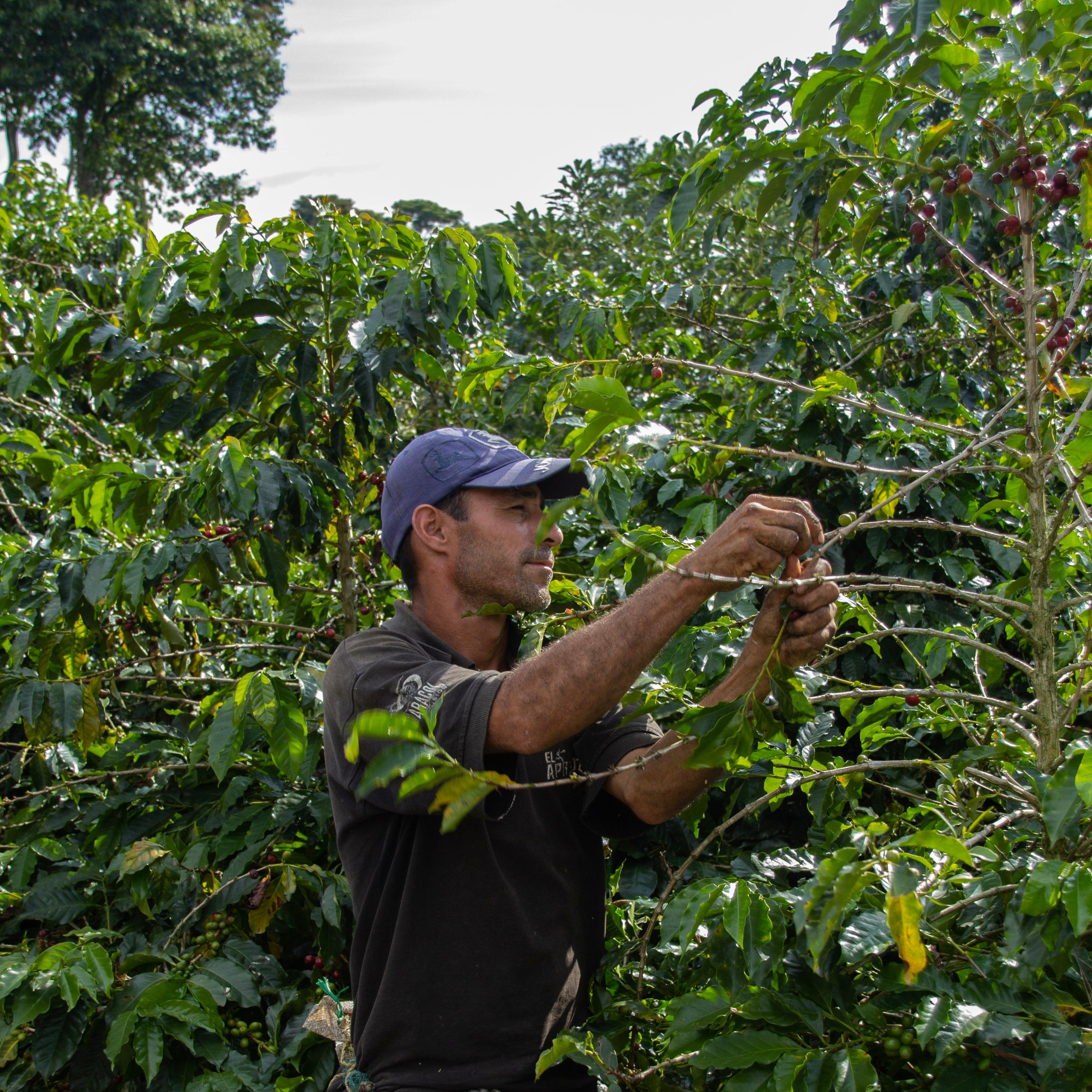 The Barn Casa Negra cafea boabe 250g espresso
