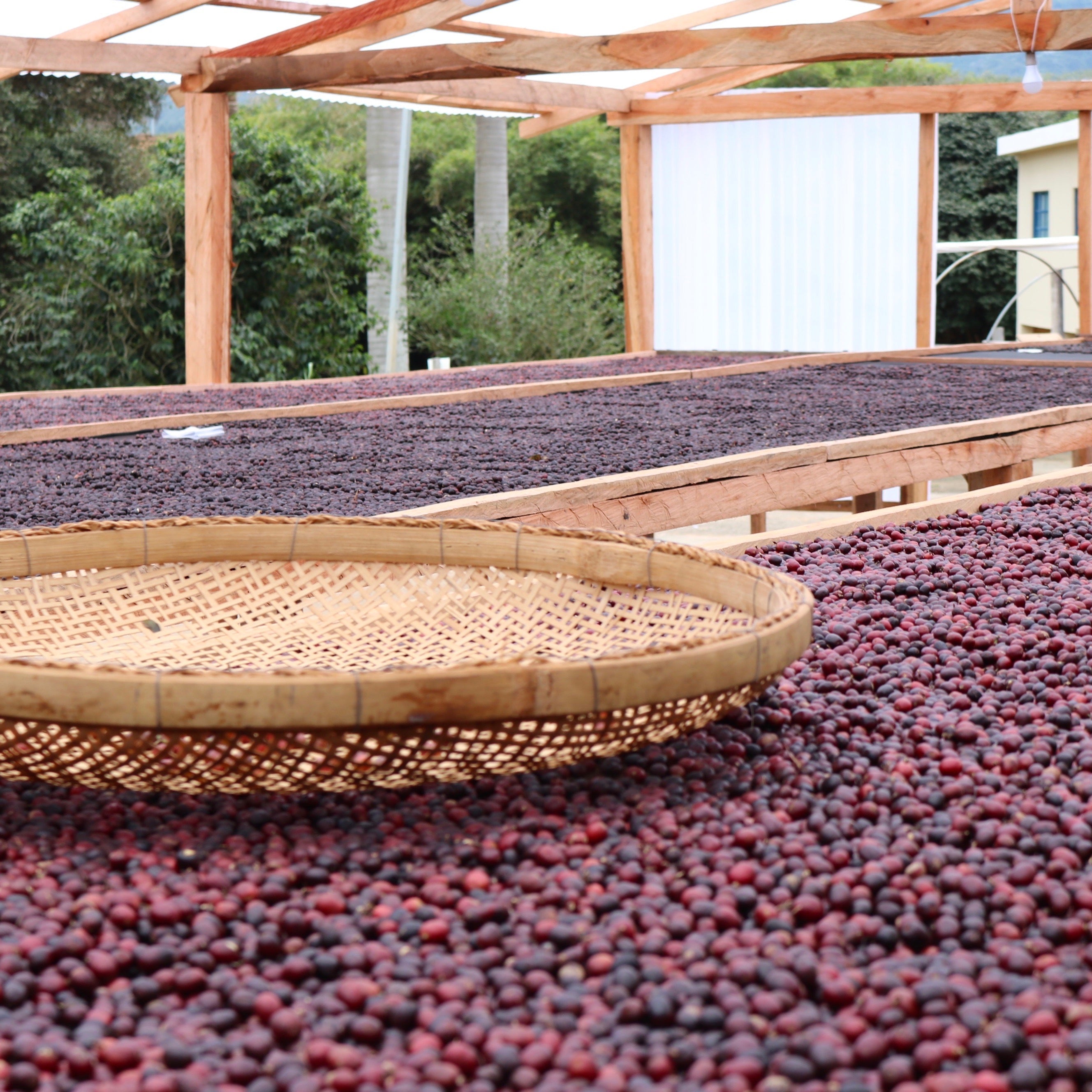 The Barn Ninho da Aguia cafea boabe 250g Brazilia