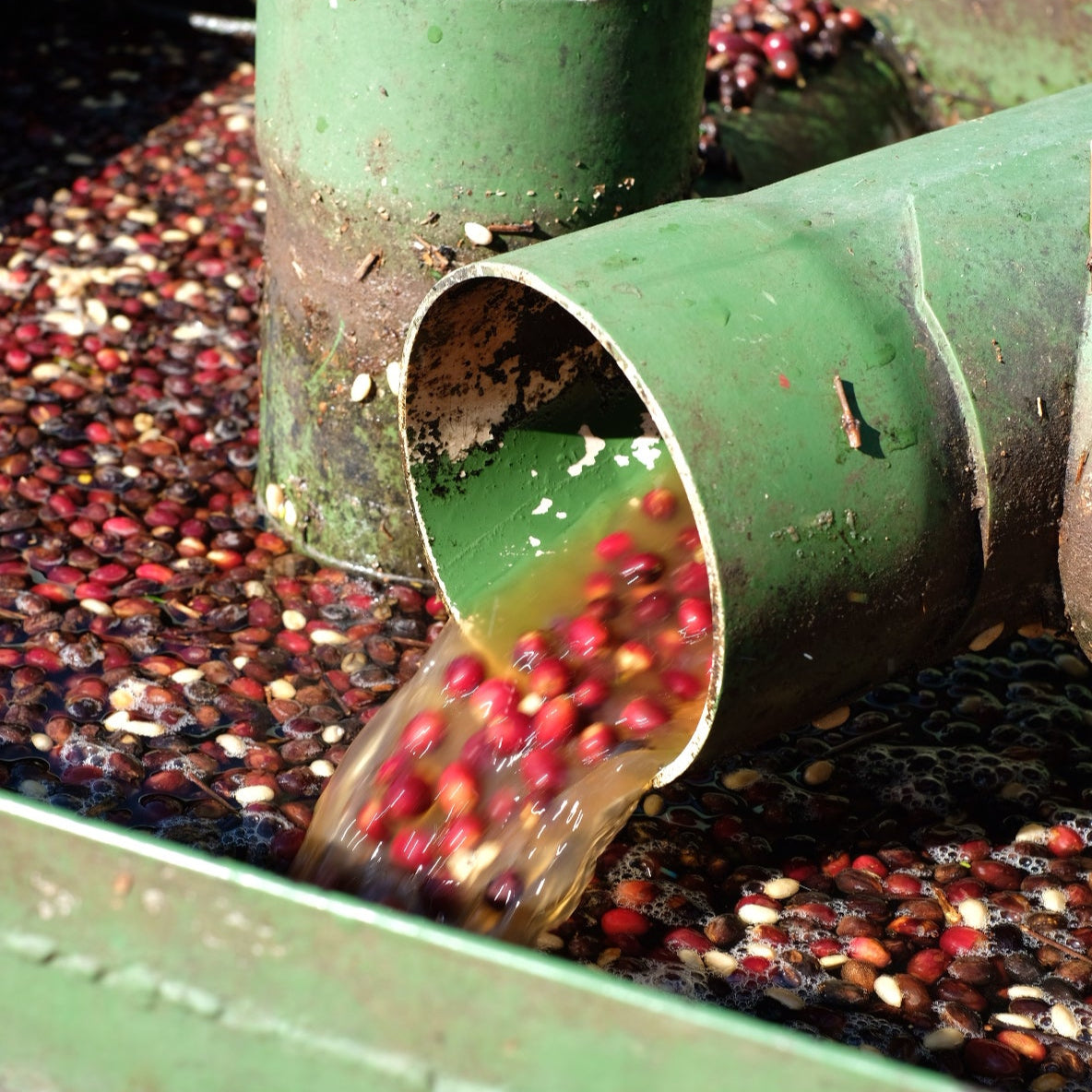 The Barn Hacienda La Esmeralda Gesha cafea boabe 100g