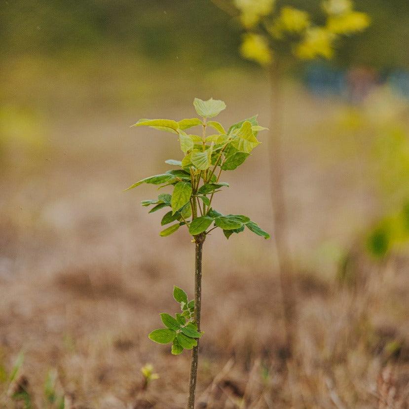 The Barn Donate a Tree donatie 1 copac padure