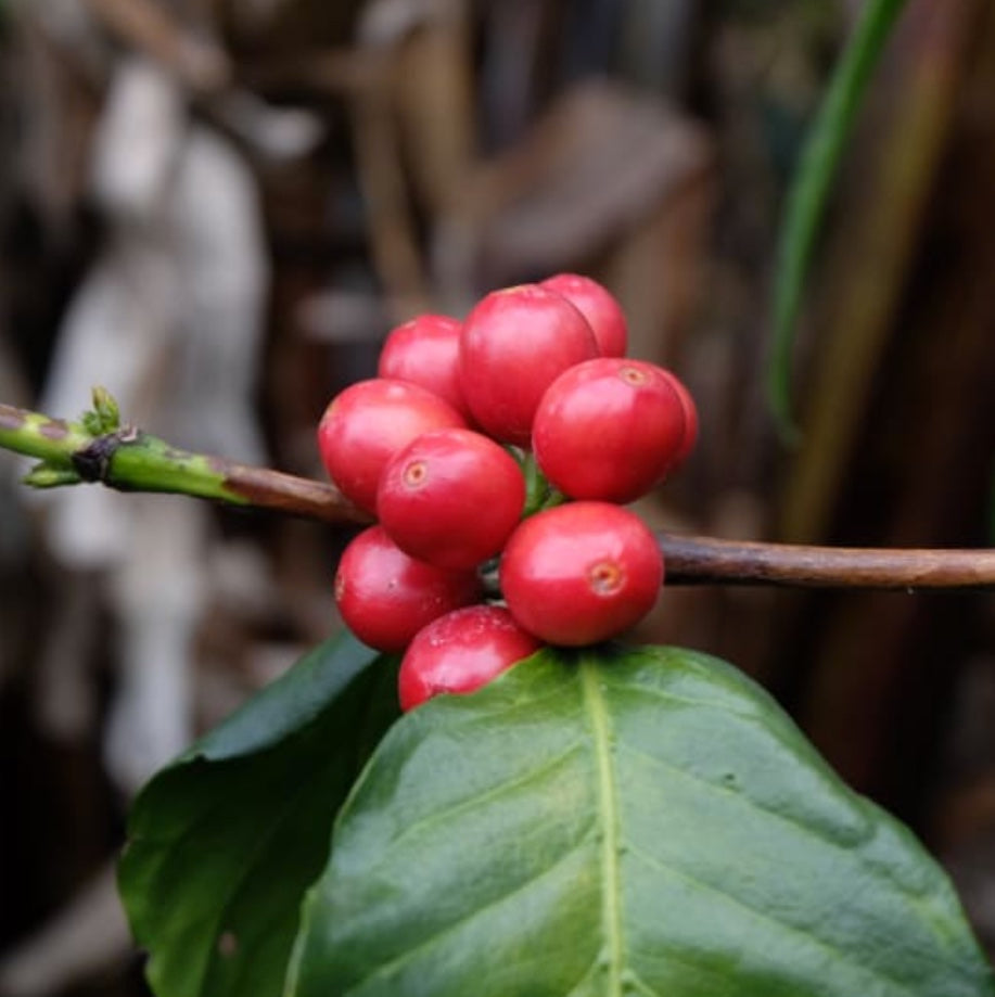 The Barn Finca El Faldon cafea boabe 250g spălată