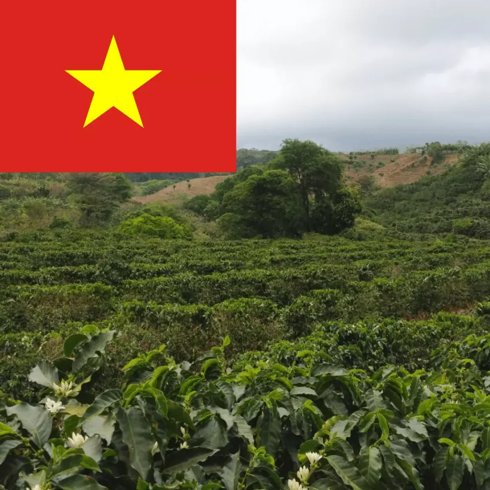 LEONARD Caffe Vietnam cafea robusta single origin