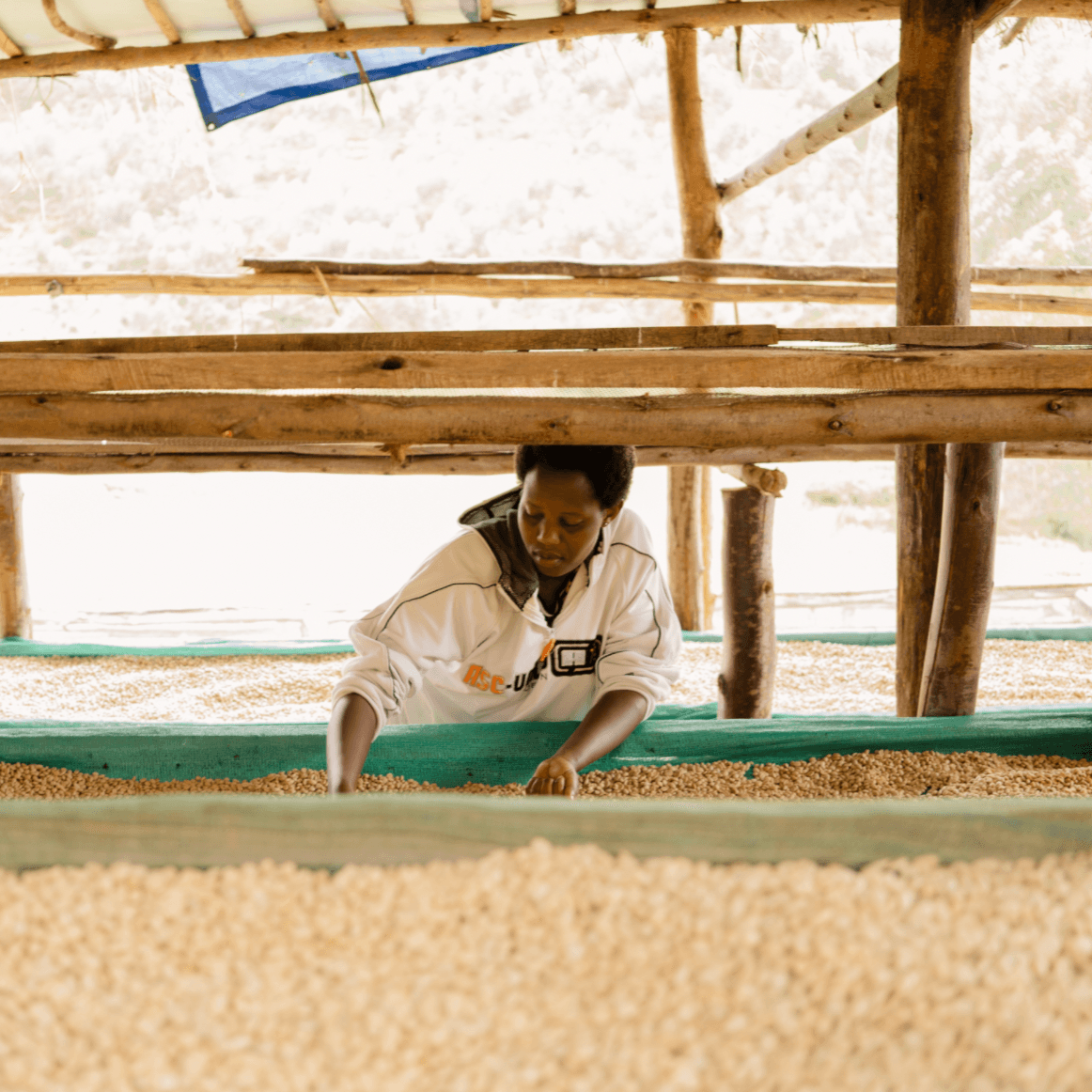 The Barn Bumba Hill Lot 1 cafea boabe 250g espressor