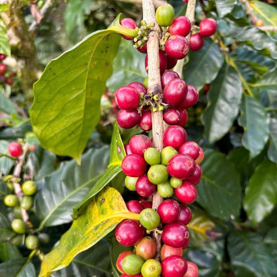 The Barn Karana cafea boabe 250g macerare carbonică