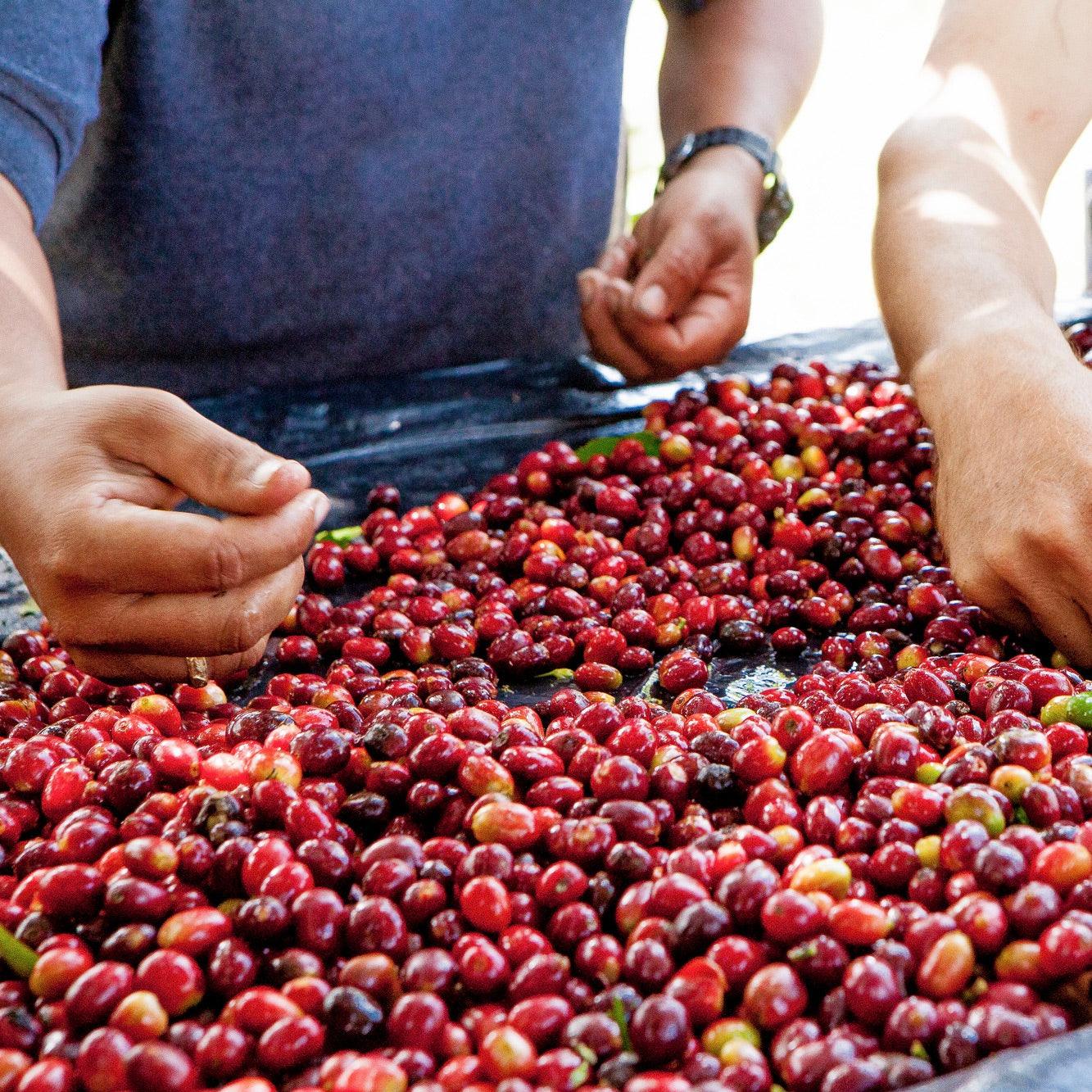 The Barn El Vergel cafea boabe 250g pentru espressor