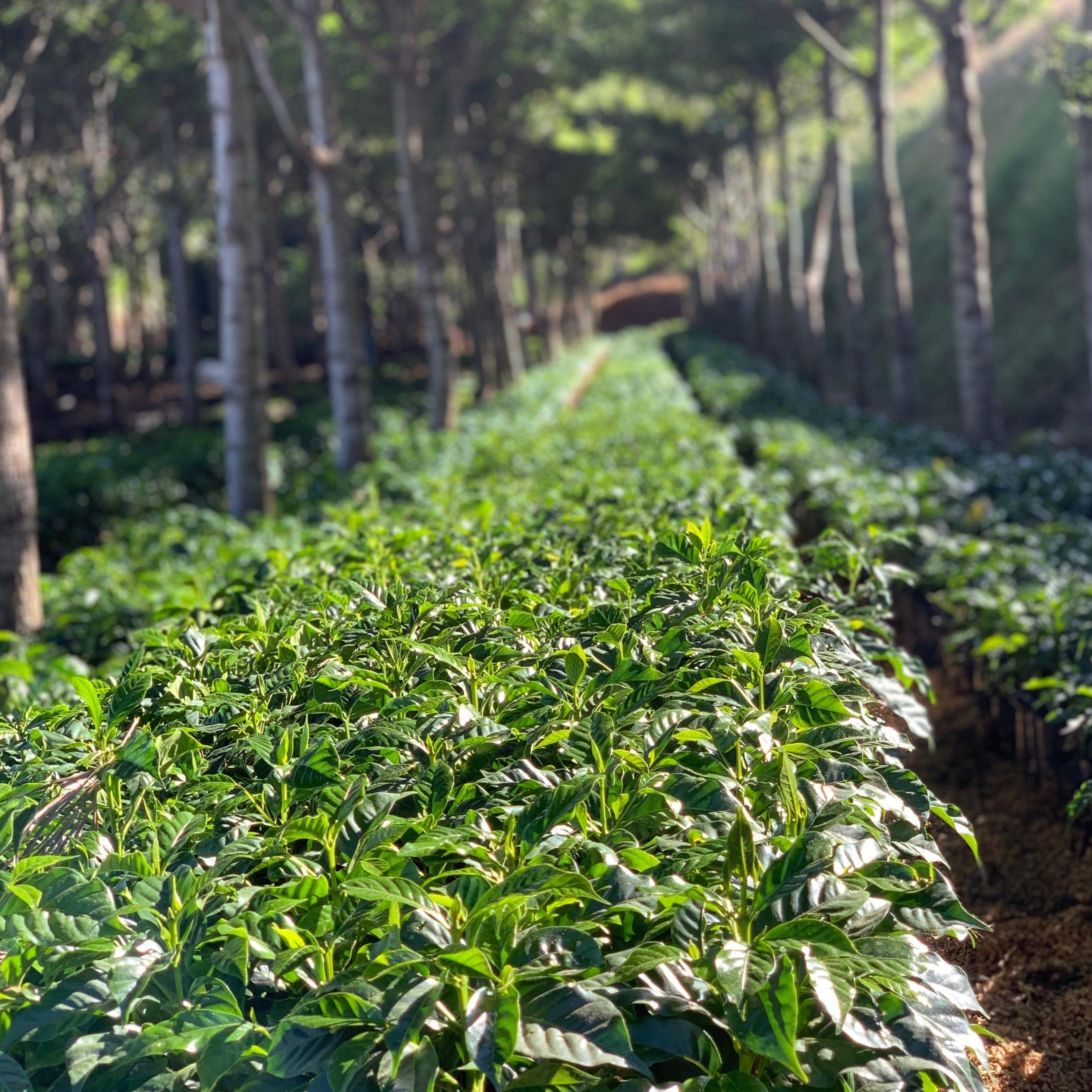 The Barn Anniversary cafea boabe 200g tropicală dulce