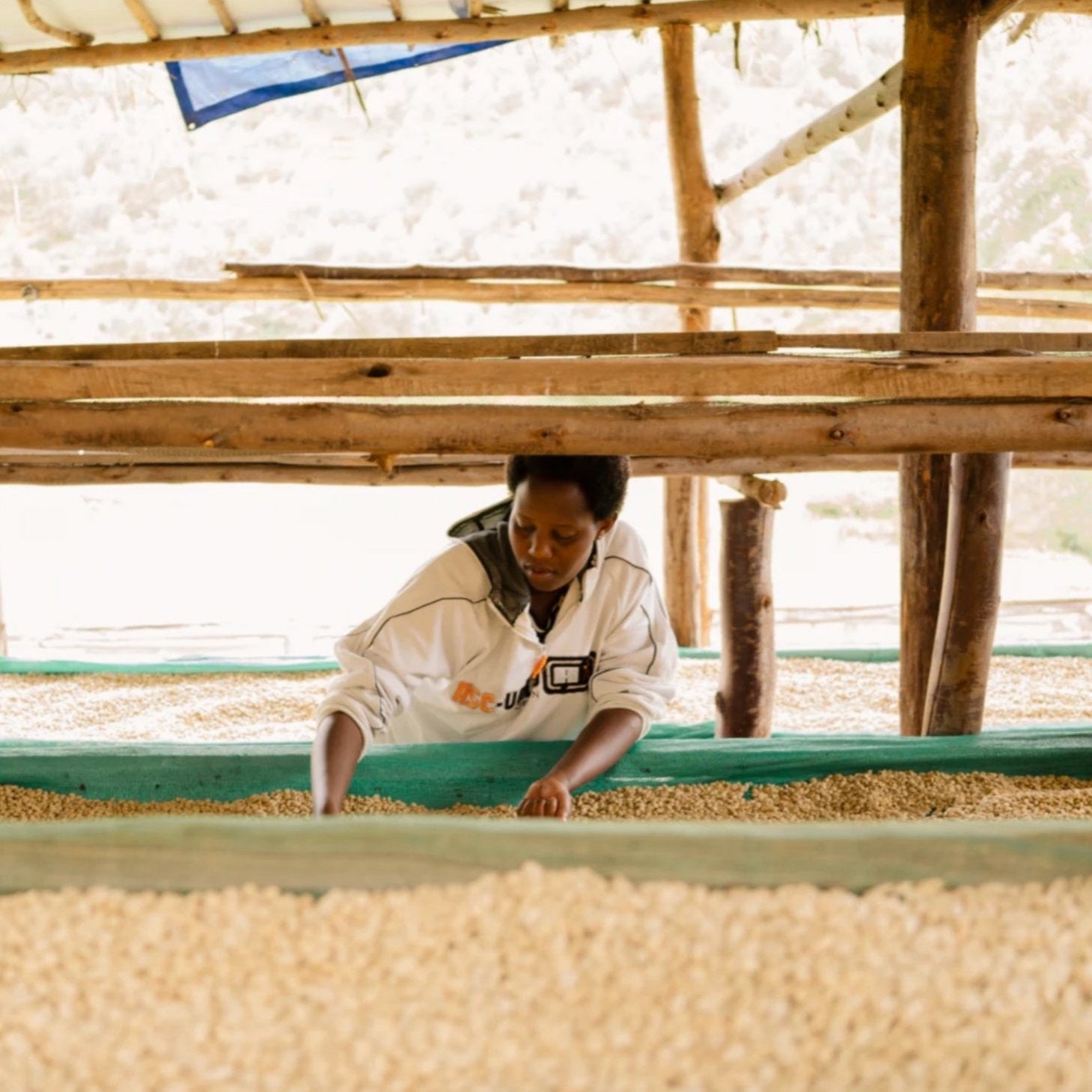 The Barn Bumba Hill cafea boabe 250g note fructate