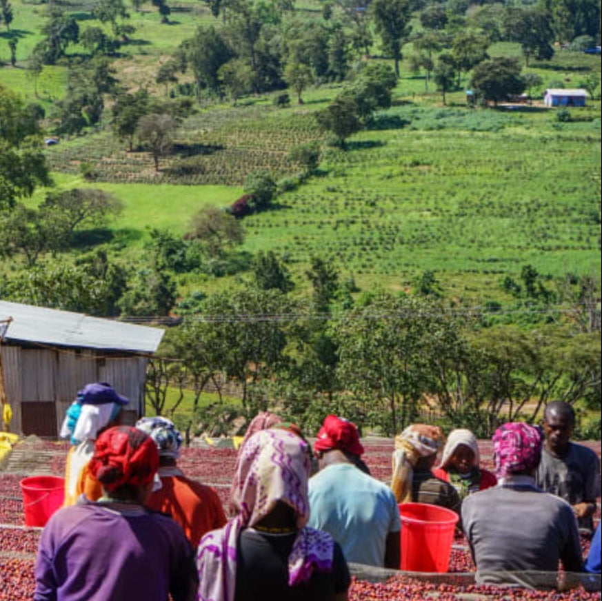 The Barn Arsosala cafea boabe 250g Etiopia