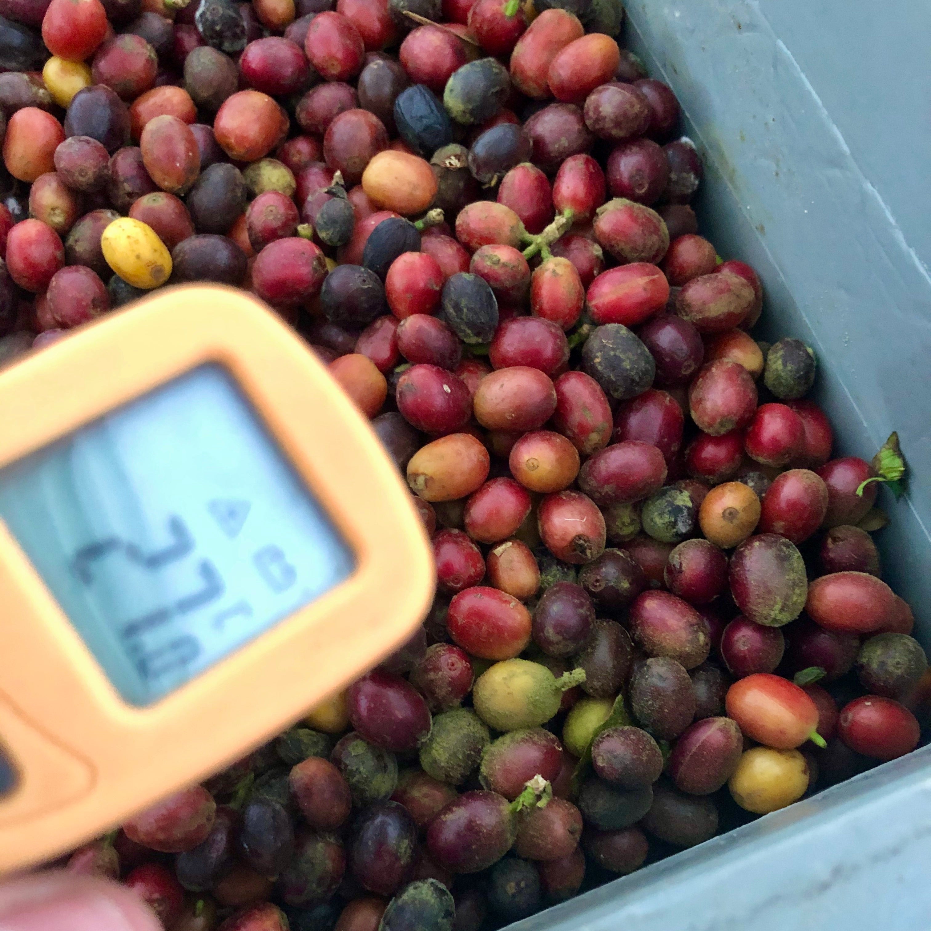 The Barn El Vergel Gesha cafea boabe 250g koji natural