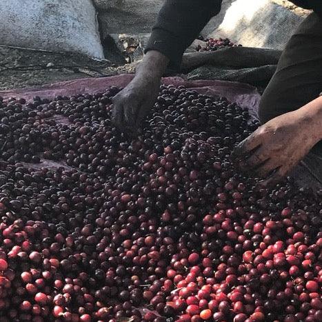 The Barn Cascara Coffee Cherry ceai 100g Guatemala