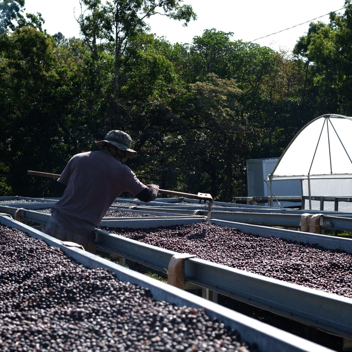 The Barn Hacienda La Esmeralda Gesha cafea boabe 100g
