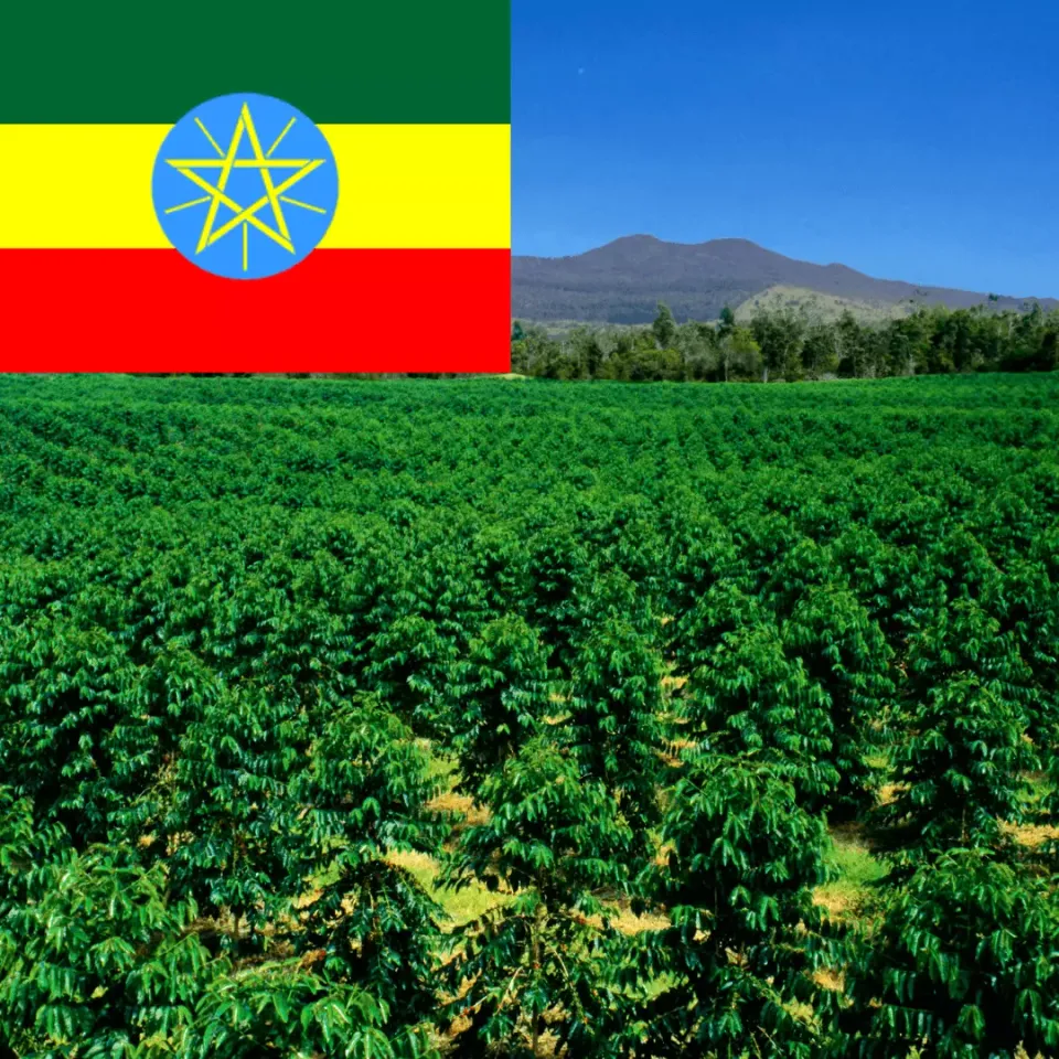 LEONARD Ethiopia Yirgacheffe cafea boabe arabica