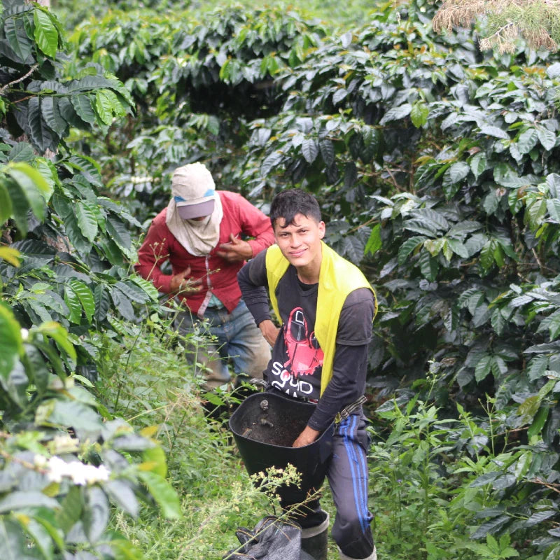 The Barn Black Condor cafea boabe 250g fructată