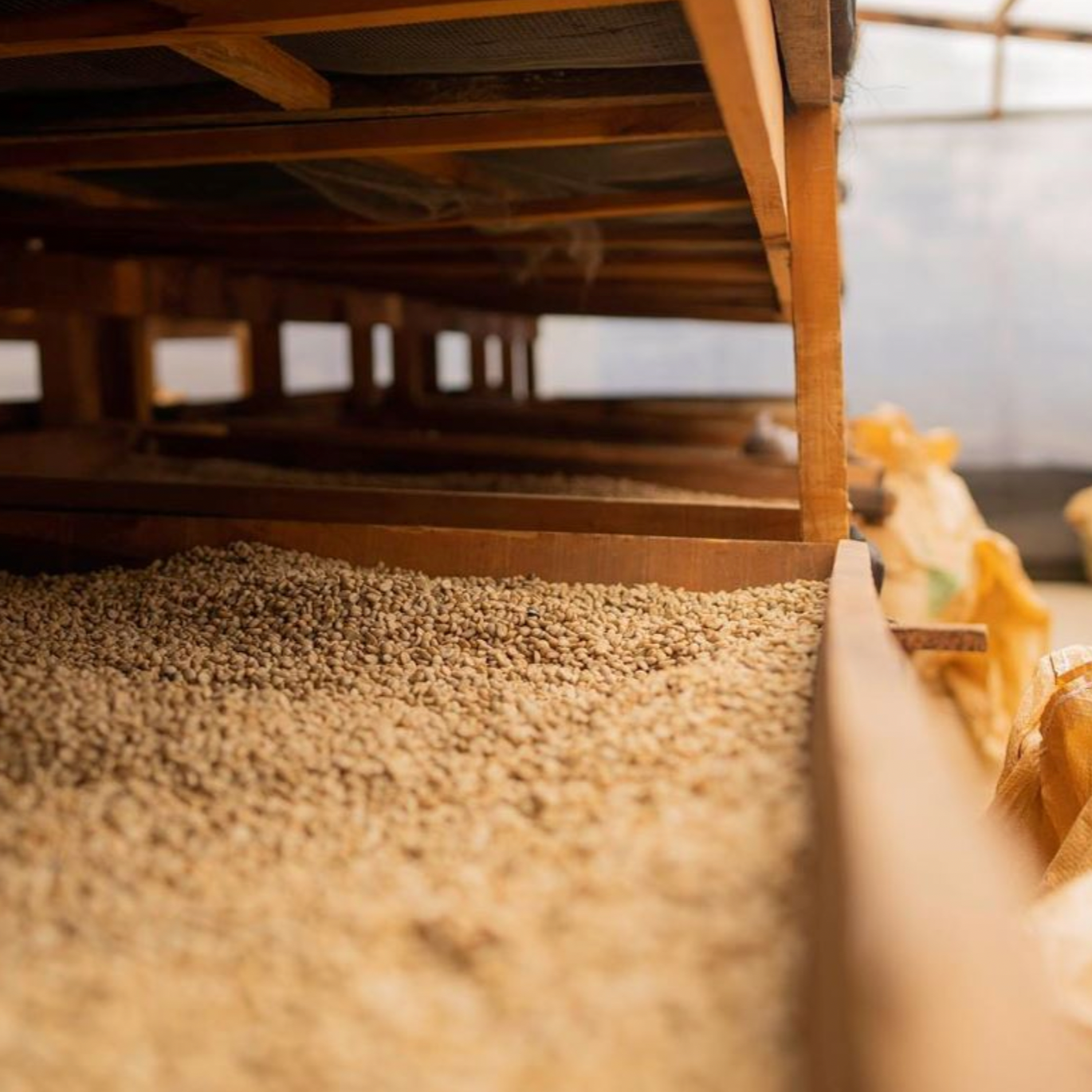 The Barn Finca Gascon cafea boabe 250g fermentata