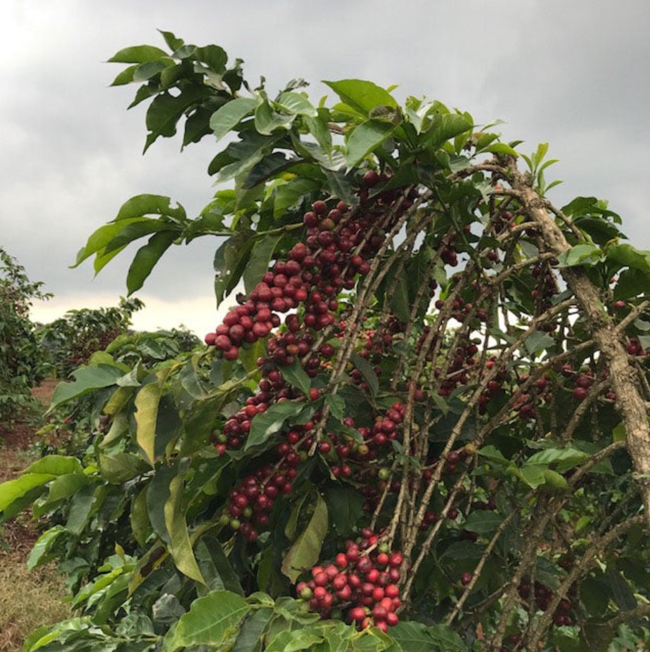 The Barn Gachenge AA cafea boabe 250g fructată