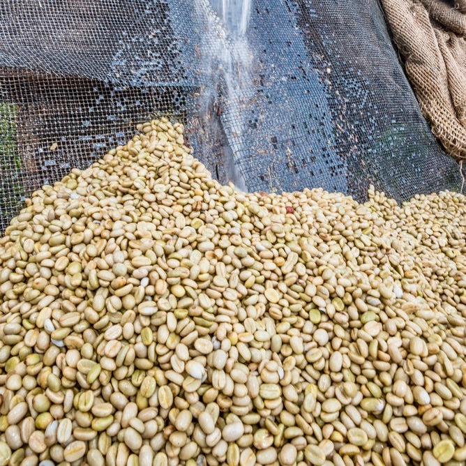 The Barn Gatomboya AA cafea boabe 200g Kenya