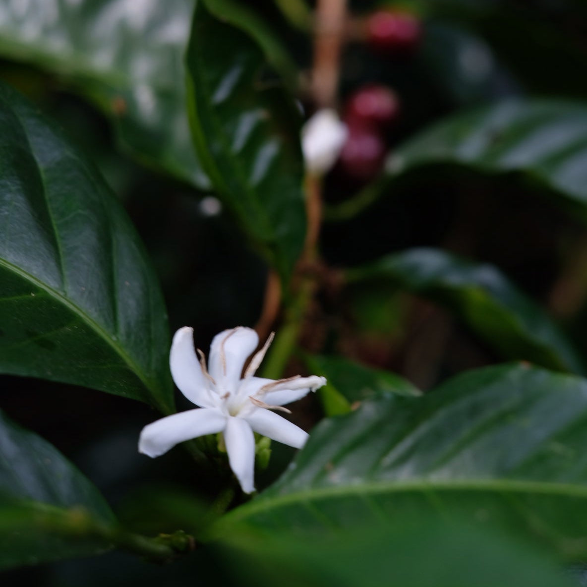 The Barn Los Lajones Gesha cafea boabe 150g Panama