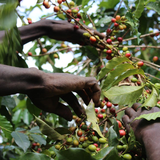 The Barn Gachami AA cafea boabe 200g coacăze negre