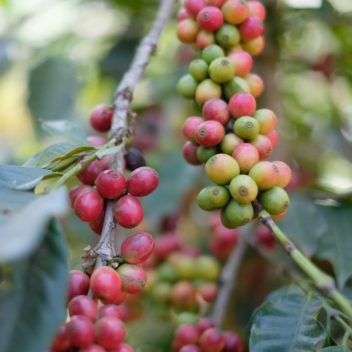 The Barn Los Naranjales cafea boabe 250g portocală dulce