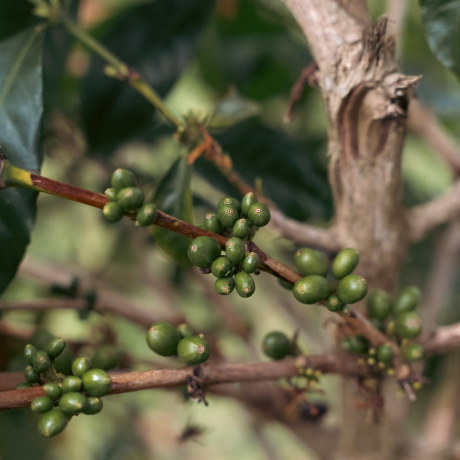 The Barn Finca El Faldon Pink Bourbon cafea 200g