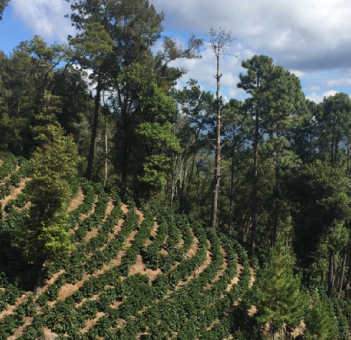 The Barn Buena Vista Sidra cafea boabe 200g Guatemala