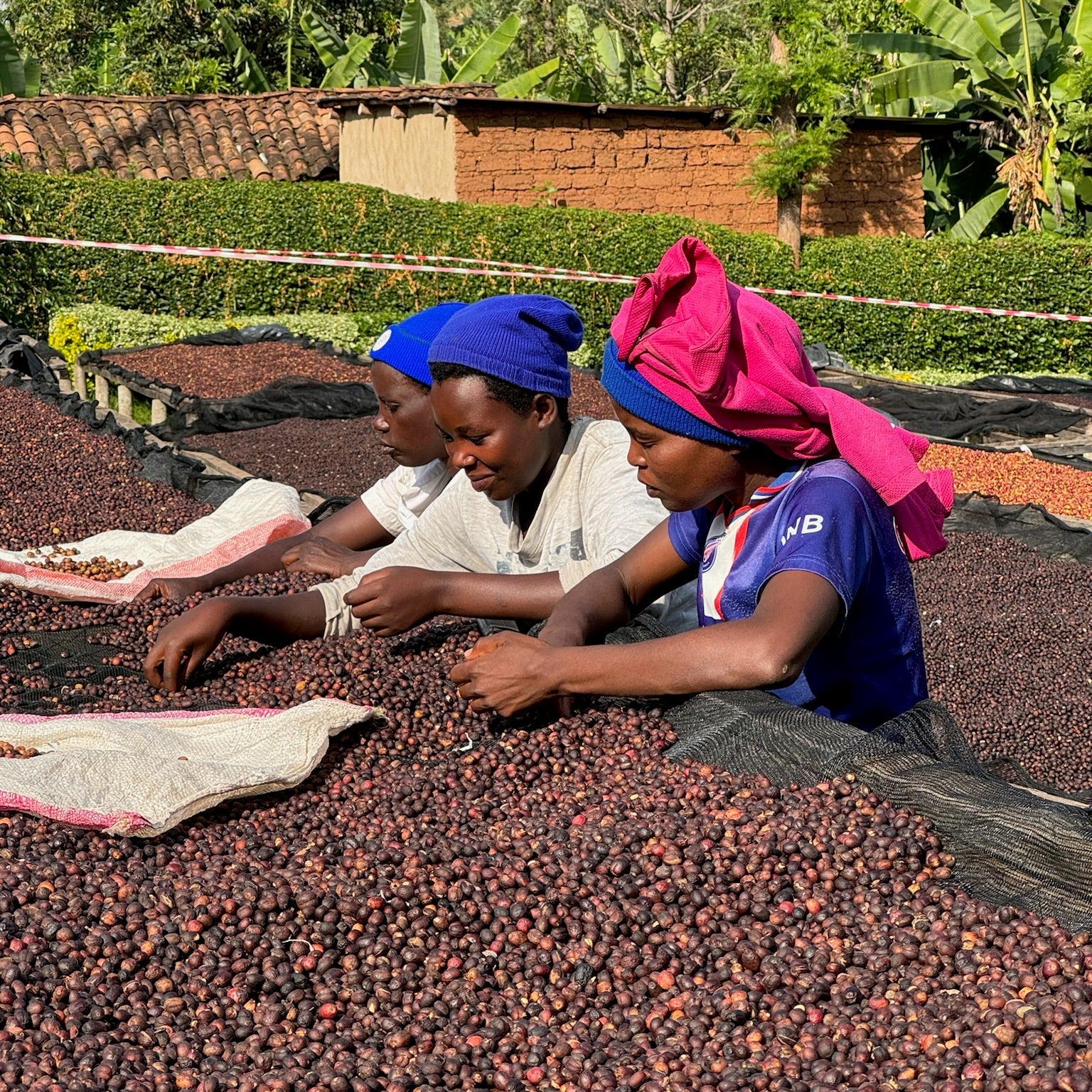 The Barn Huye Mountain Natural cafea 250g naturala