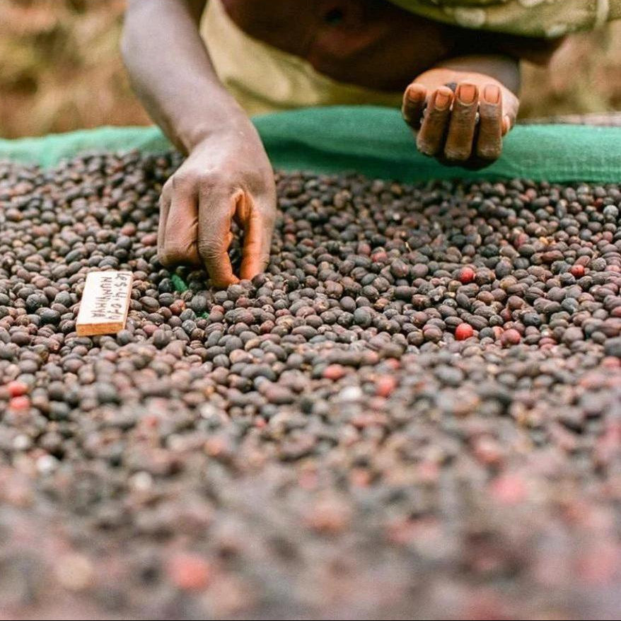 The Barn Chelbesa cafea boabe 250g Etiopia filtru