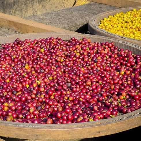 The Barn Silvia Barretto cafea boabe 250g Brazilia