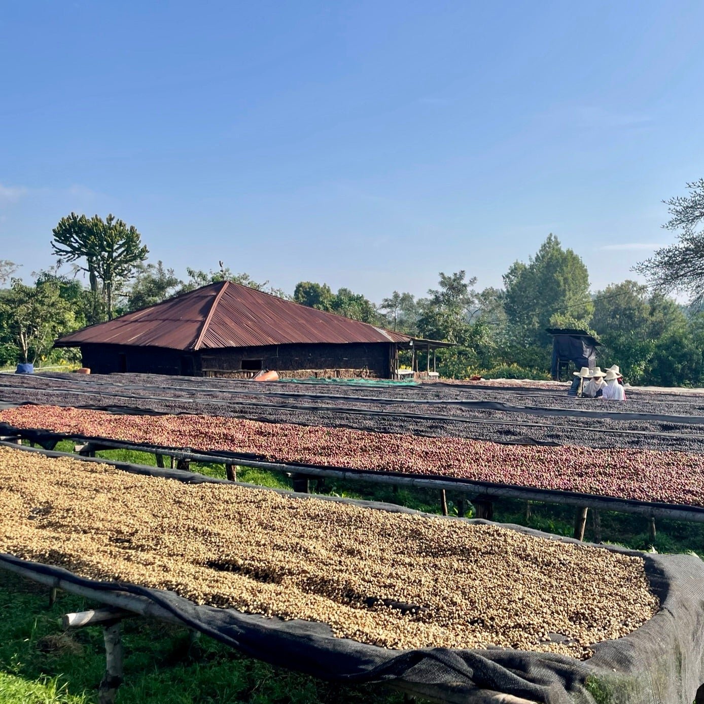The Barn Mohamed Ali cafea boabe 250g naturala