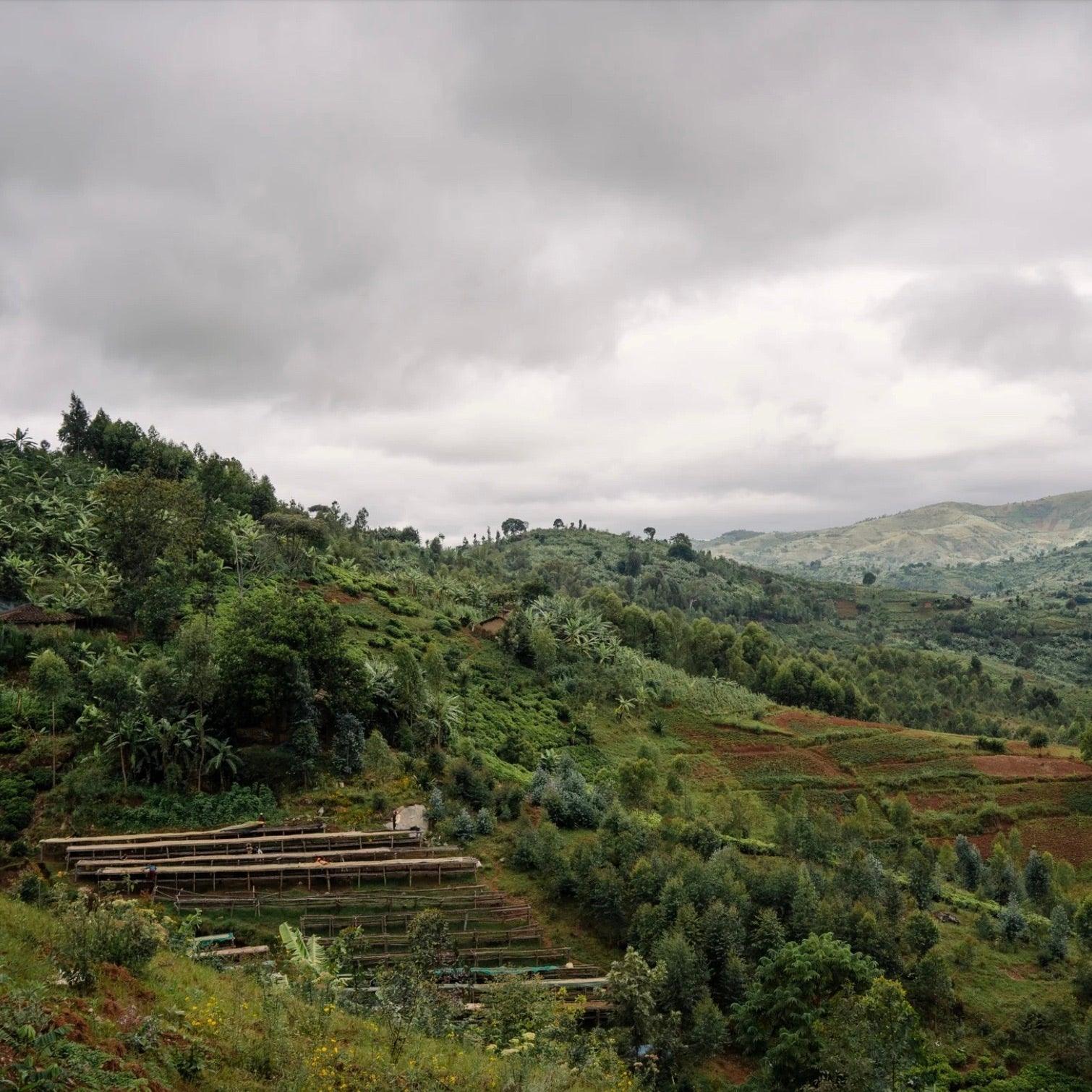 The Barn Bumba Hill Natural cafea boabe 250g fructată