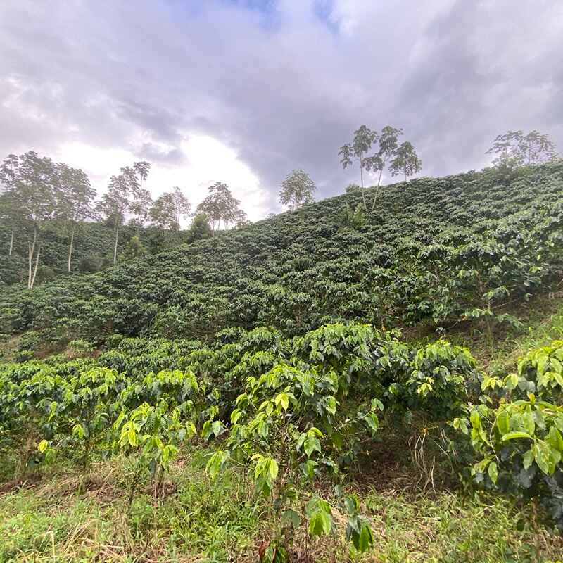 The Barn Decaf Funky cafea boabe 250g fără cofeină