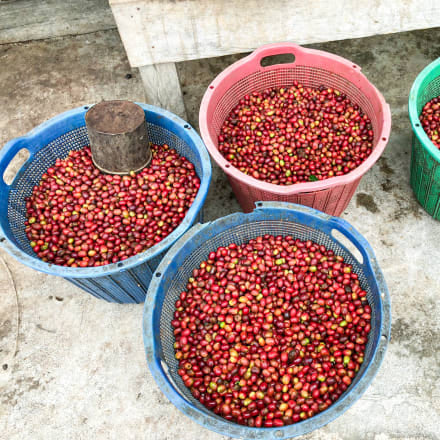 The Barn Asman Gayo cafea boabe 200g natural