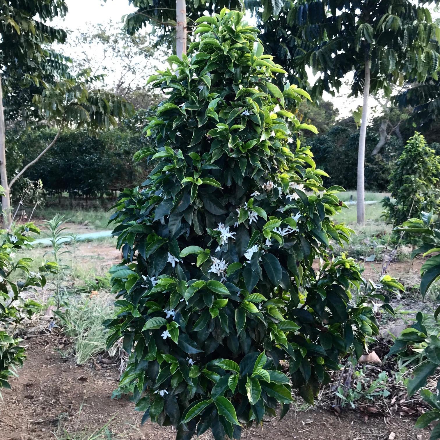 The Barn Laurina Low Caf cafea boabe 250g low-caf